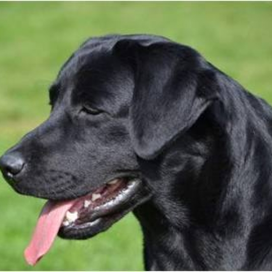 Image pour l'annonce Vends magnifique Labrador Noir LOF et confirmé