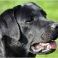 Image pour l'annonce Vends magnifique Labrador Noir LOF et confirmé