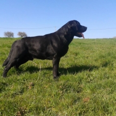 Image pour l'annonce Vends magnifique Labrador Noir LOF et confirmé
