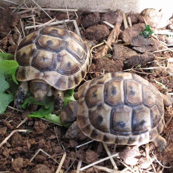 Image pour l'annonce VENDS tortues terrestres