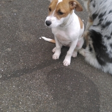 Image pour l'annonce Donne chiot croisé
