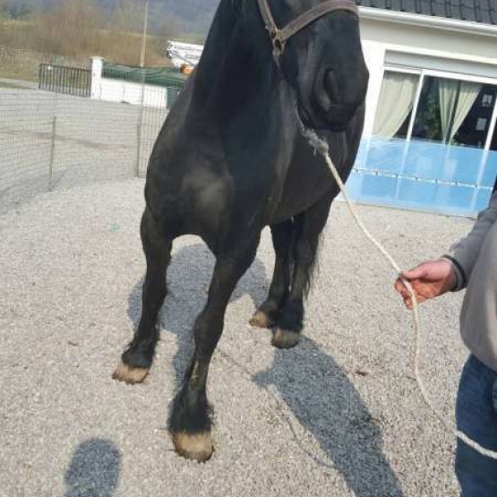 Image pour l'annonce JUMENT FRISON  7 ANS