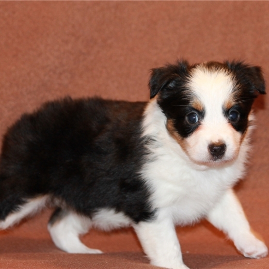 Image pour l'annonce Chiots berger australien LOF parents testés