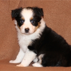 Image pour l'annonce Chiots berger australien LOF parents testés