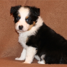 Image pour l'annonce Chiots berger australien LOF parents testés