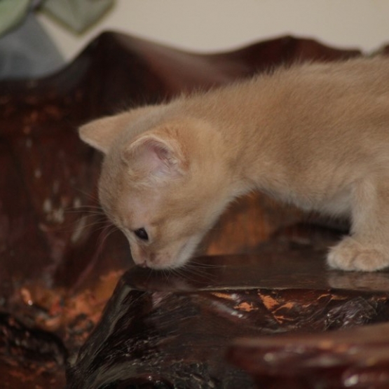 Image pour l'annonce Chatons abyssins LOOF