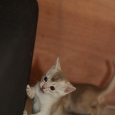 Image pour l'annonce Chatons abyssins LOOF