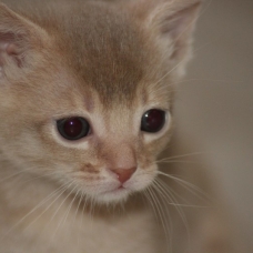 Image pour l'annonce Chatons abyssins LOOF