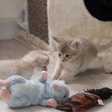 Image pour l'annonce Chatons somali LOOF (abyssin poil mi long)