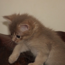 Image pour l'annonce Chatons somali LOOF (abyssin poil mi long)