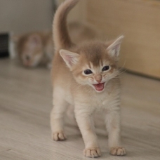 Image pour l'annonce Chatons somali LOOF (abyssin poil mi long)