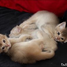 Image pour l'annonce Chatons somali LOOF (abyssin poil mi long)