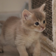 Image pour l'annonce Chatons somali LOOF (abyssin poil mi long)