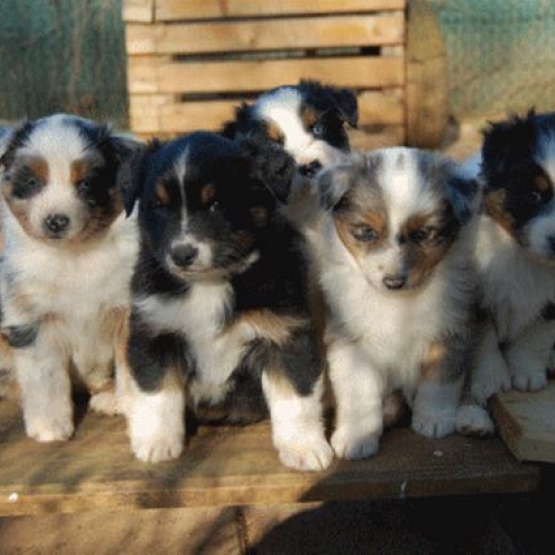 Image pour l'annonce Chiots berger australien LOF parents testés