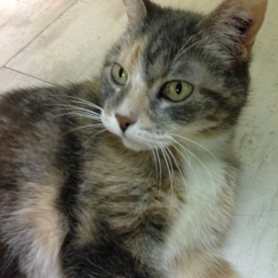 Image pour l'annonce A adopter : YSE, européenne tricolore, 8 ans , F