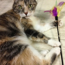 Image pour l'annonce A adopter : YSE, européenne tricolore, 8 ans , F