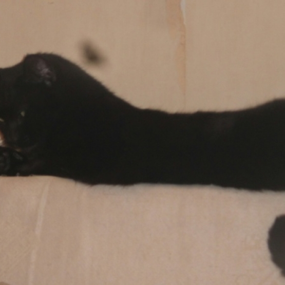 Image pour l'annonce A adopter : HIRISH, européen noir, 3 ans 1/2 - M