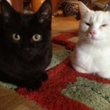 Image pour l'annonce A adopter : HIRISH, européen noir, 3 ans 1/2 - M