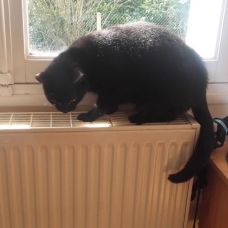 Image pour l'annonce A adopter : HIRISH, européen noir, 3 ans 1/2 - M