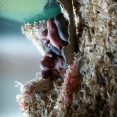 Image pour l'annonce Bébés gerbilles.