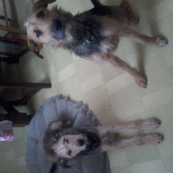 Image pour l'annonce Urgent don 2 chiens