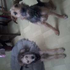 Image pour l'annonce Urgent don 2 chiens
