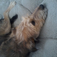 Image pour l'annonce Urgent don 2 chiens