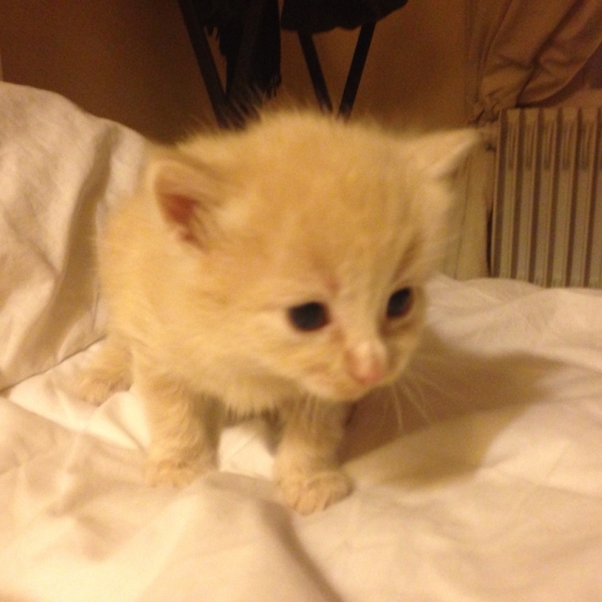 Image pour l'annonce Chatons à donner