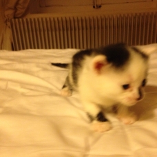 Image pour l'annonce Chatons à donner
