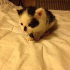Image pour l'annonce Chatons à donner