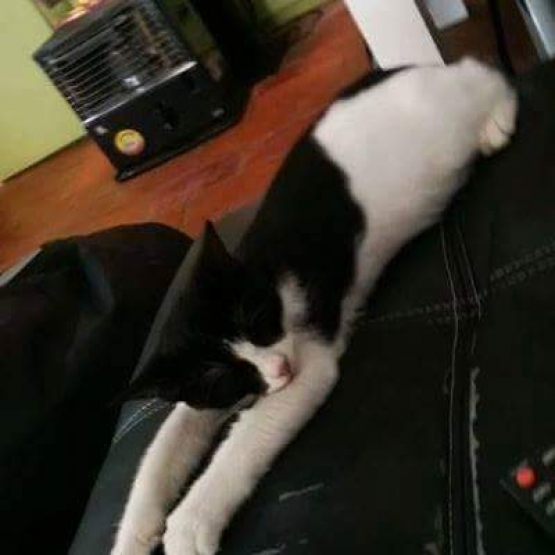 Image pour l'annonce Urgent, donne petit Minou