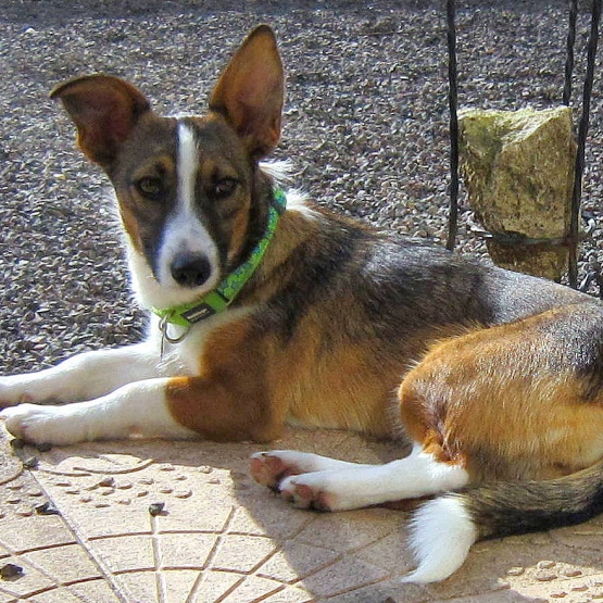 Image pour l'annonce A adopter jolie petite croisée fox /jack russel 10 mois