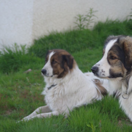 Image pour l'annonce CHIOTS BERGER DE BOSNIE ET DE CROATIE / TORNJAK