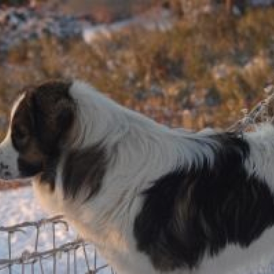 Image pour l'annonce CHIOTS BERGER DE BOSNIE ET DE CROATIE / TORNJAK