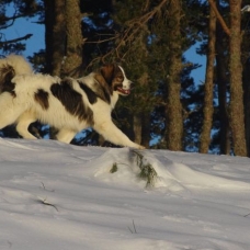 Image pour l'annonce CHIOTS BERGER DE BOSNIE ET DE CROATIE / TORNJAK