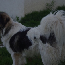 Image pour l'annonce CHIOTS BERGER DE BOSNIE ET DE CROATIE / TORNJAK