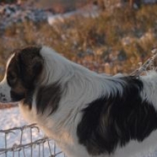 Image pour l'annonce CHIOTS BERGER DE BOSNIE ET DE CROATIE / TORNJAK