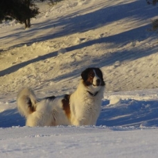 Image pour l'annonce CHIOTS BERGER DE BOSNIE ET DE CROATIE / TORNJAK