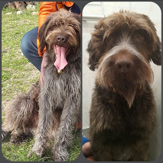Image pour l'annonce chiots type griffons korthals