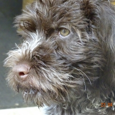 Image pour l'annonce chiots type griffons korthals
