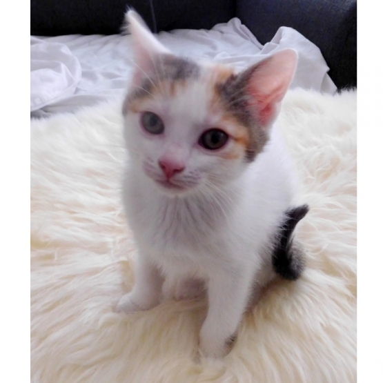 Image pour l'annonce Don (gratuit) 2 chatons 2mois sevrés
