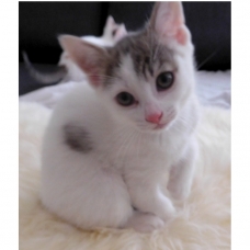 Image pour l'annonce Don (gratuit) 2 chatons 2mois sevrés