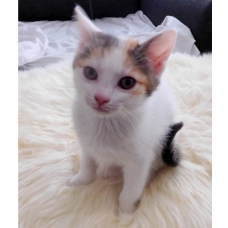 Image pour l'annonce Don (gratuit) 2 chatons 2mois sevrés