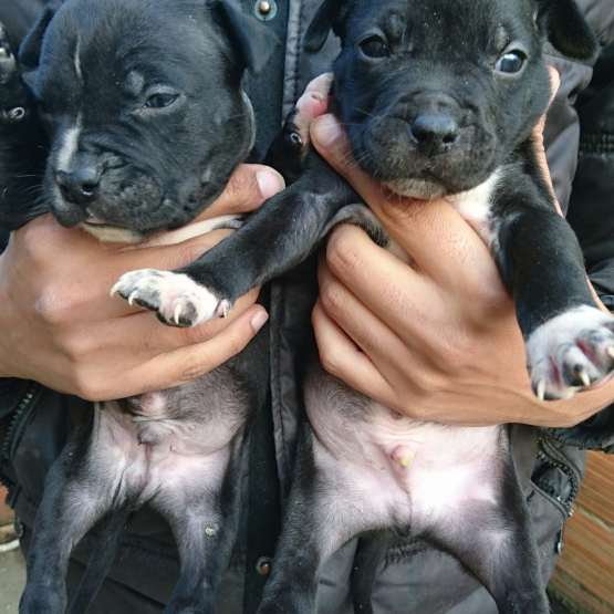 Image pour l'annonce Magnifiques Chiots Americain Staff LOF