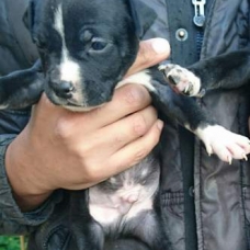 Image pour l'annonce Magnifiques Chiots Americain Staff LOF