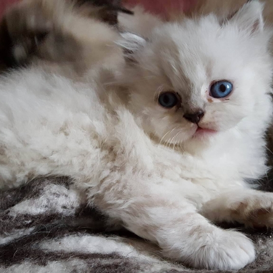 Image pour l'annonce vends chaton sacré de Birmanie non Lof