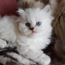 Image pour l'annonce vends chaton sacré de Birmanie non Lof