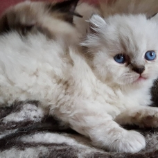 Image pour l'annonce vends chaton sacré de Birmanie non Lof