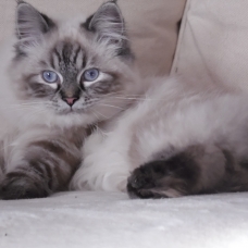 Image pour l'annonce vends chaton sacré de Birmanie non Lof