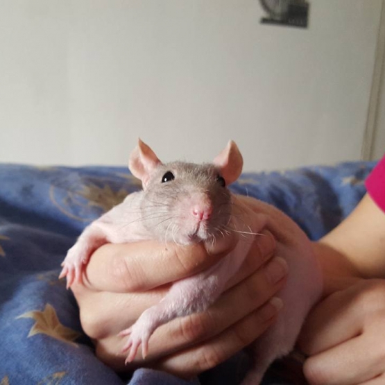 Image pour l'annonce Vends rats nus